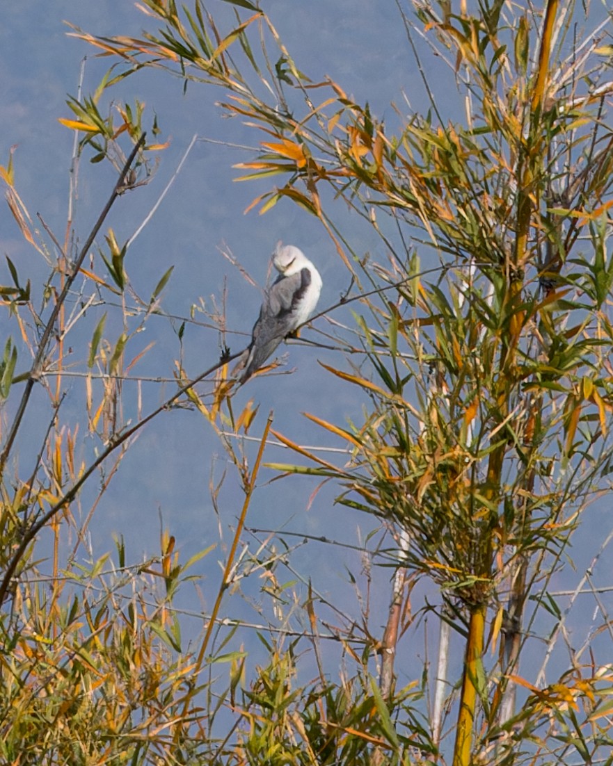 Black-winged Kite - ML619236368