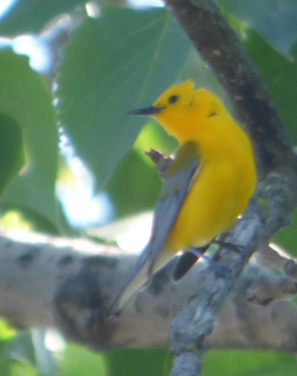 Prothonotary Warbler - Hazem Alkhan