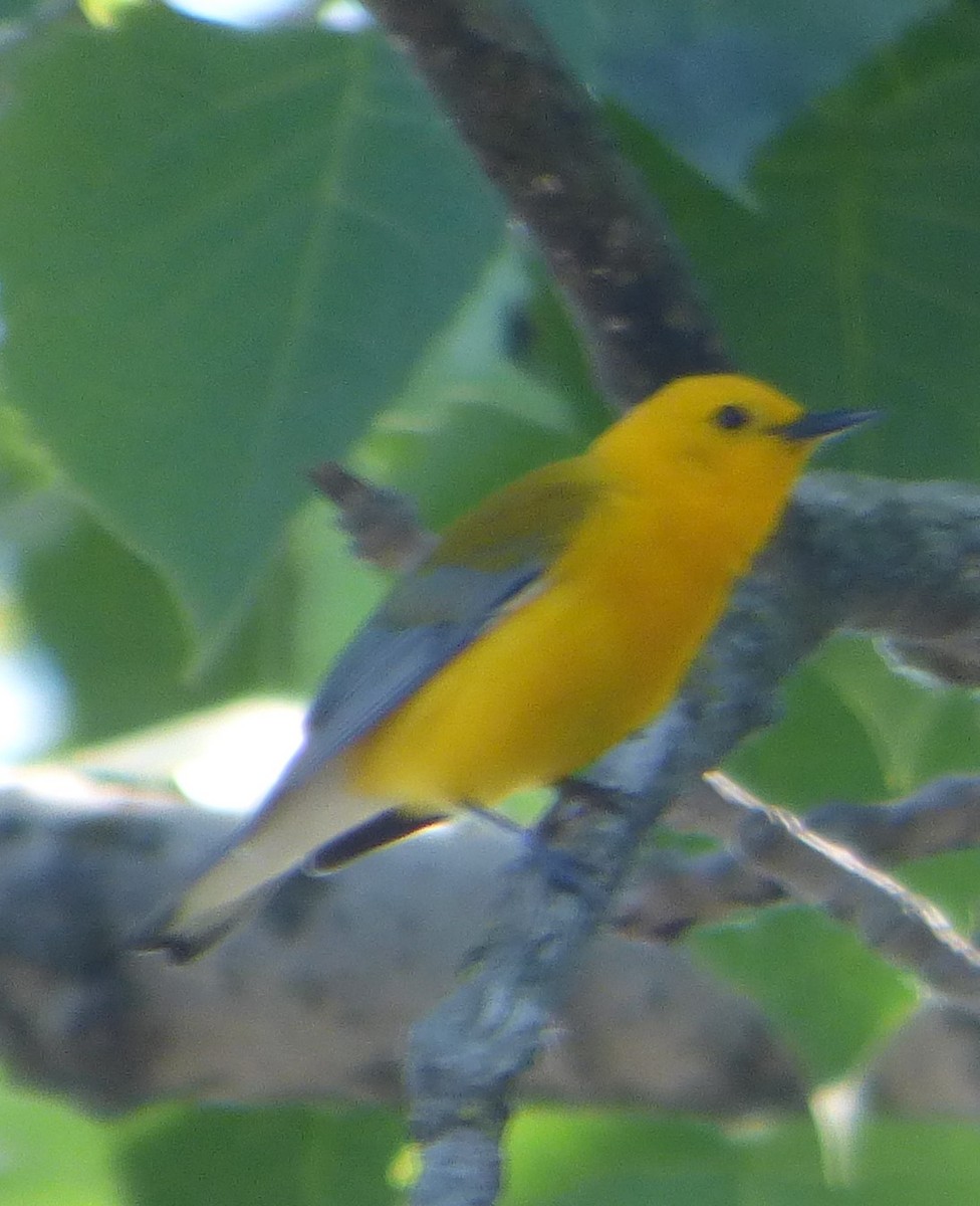 Prothonotary Warbler - Hazem Alkhan