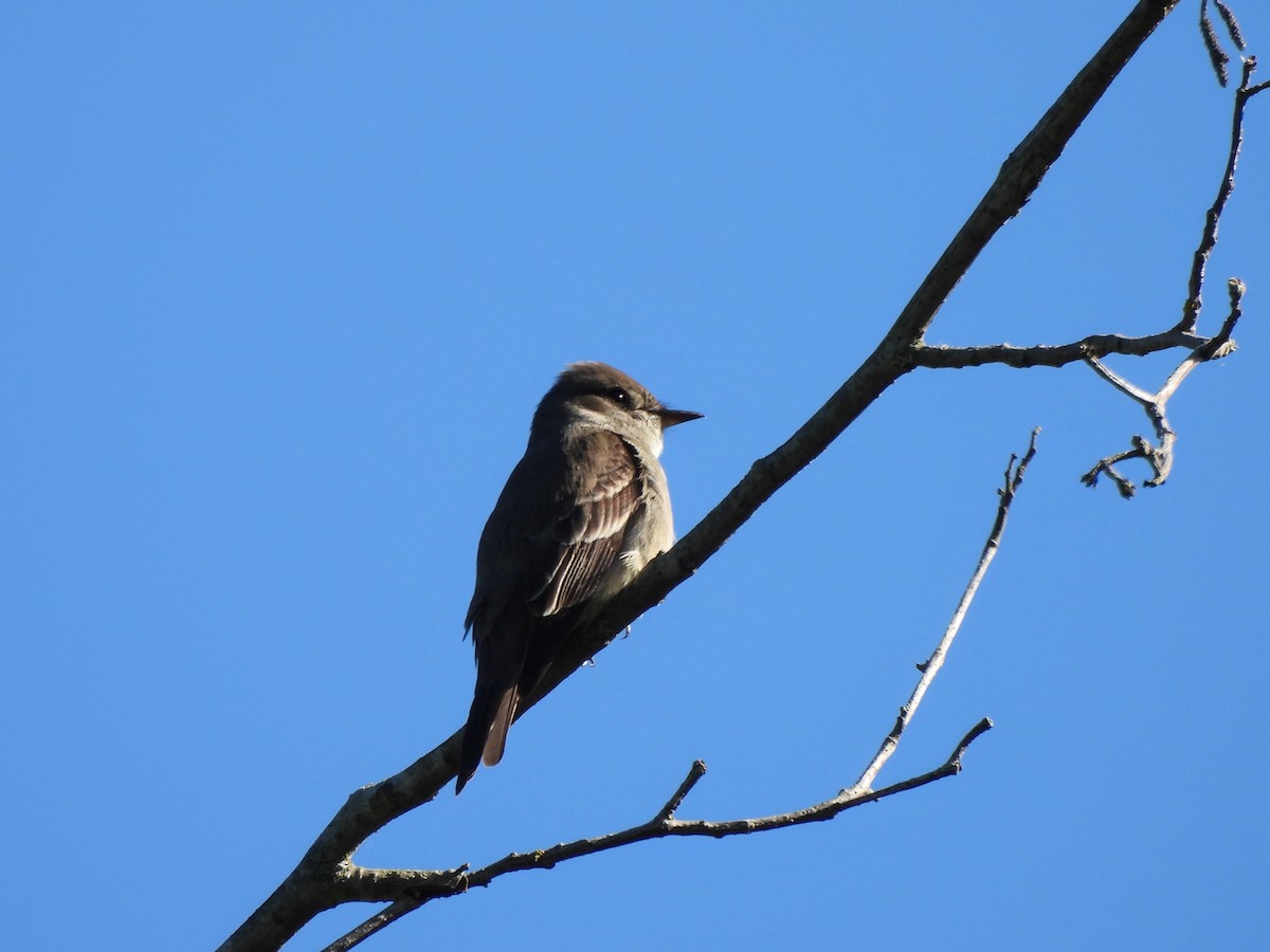 Western Wood-Pewee - Enrico Konig