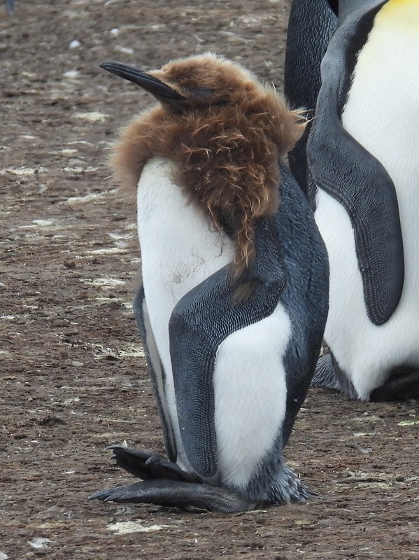 King Penguin - bob butler