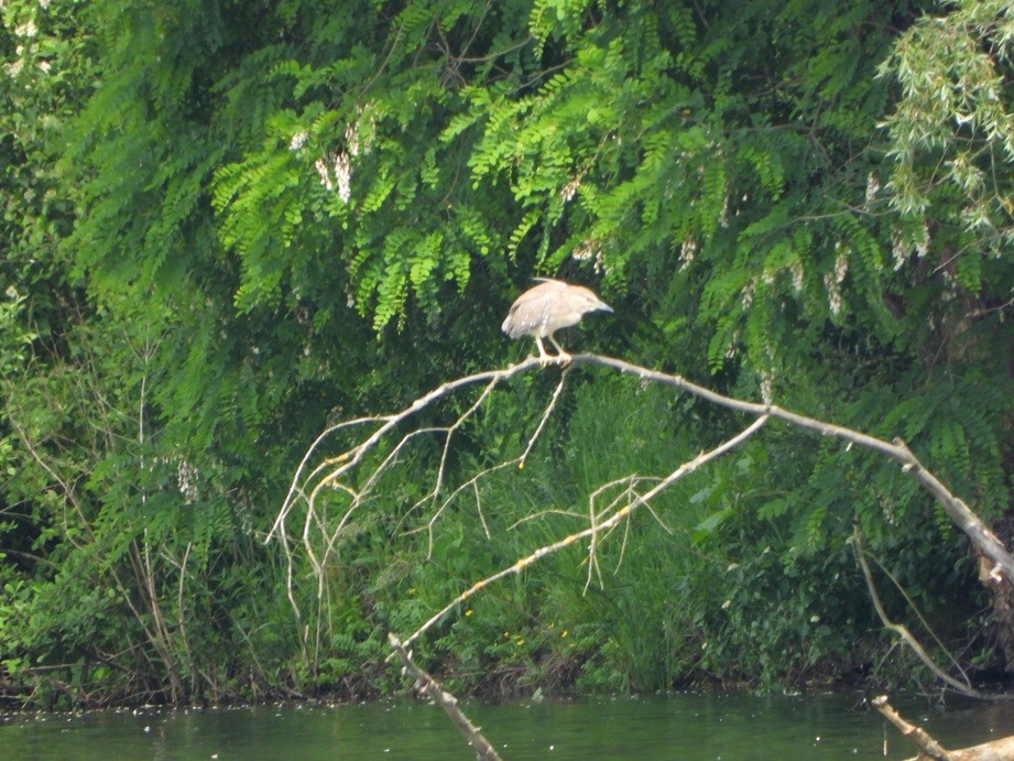 Black-crowned Night Heron - Jiří Šafránek