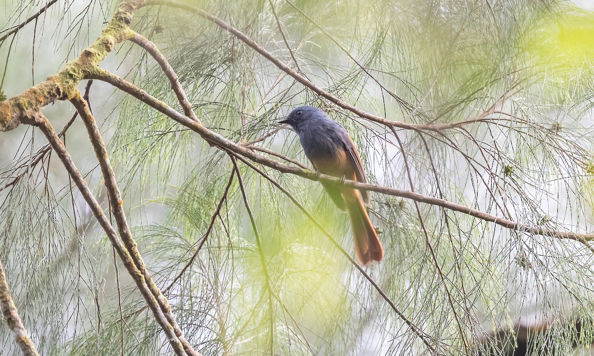 Blue-headed Fantail - Paul Fenwick