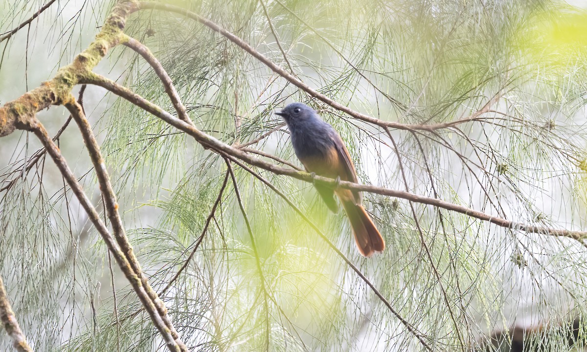 Blue-headed Fantail - ML619236405