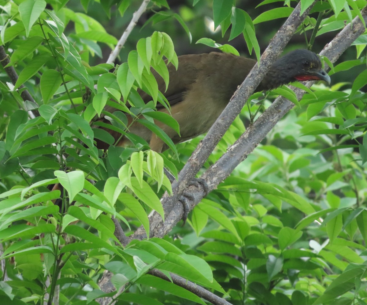 Rufous-vented Chachalaca - Alfredo Correa