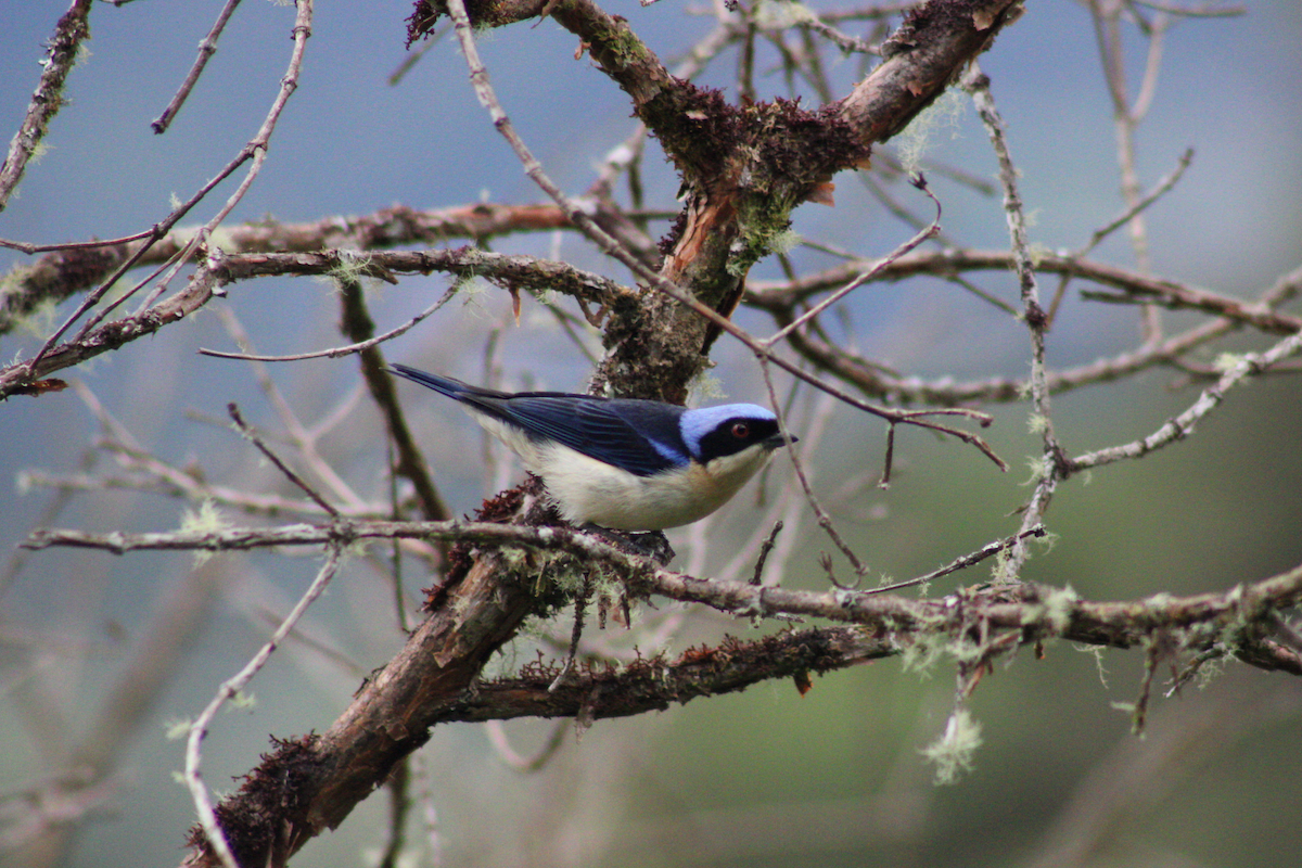 Fawn-breasted Tanager - Adrian Riascos