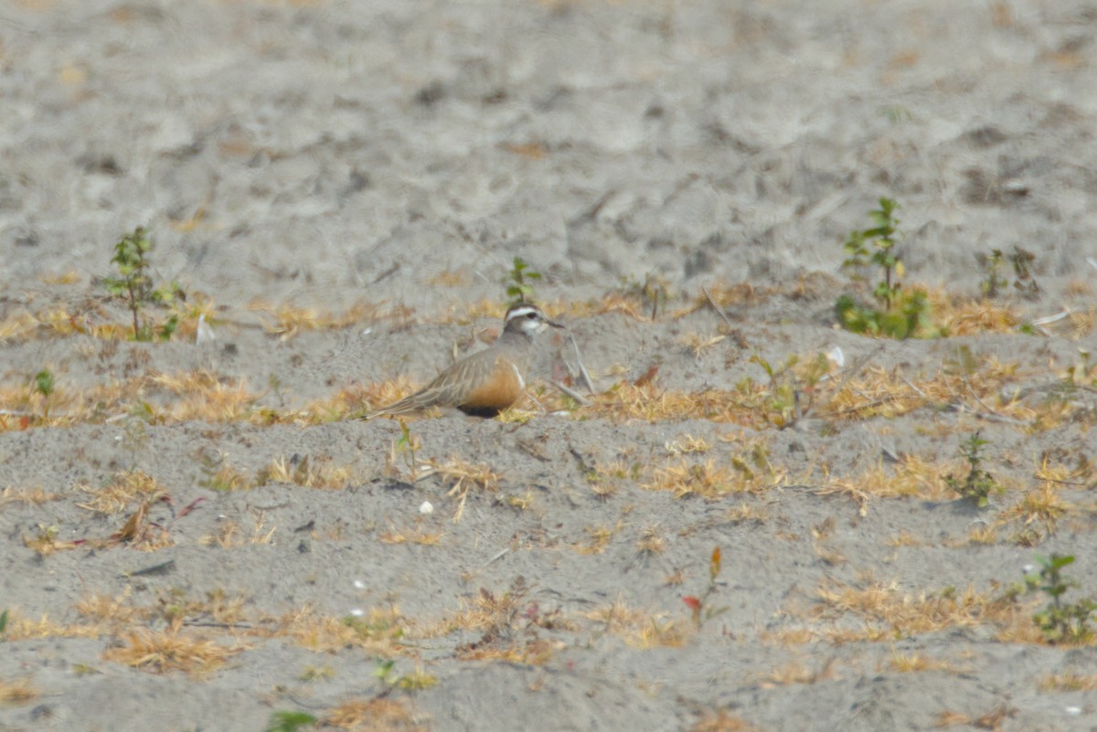 Eurasian Dotterel - Severin Uebbing