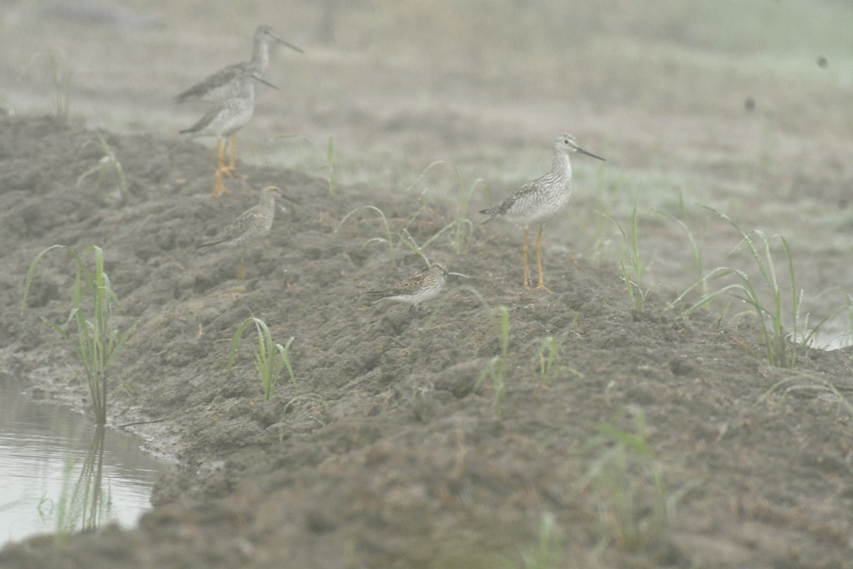 Greater Yellowlegs - ML619236444