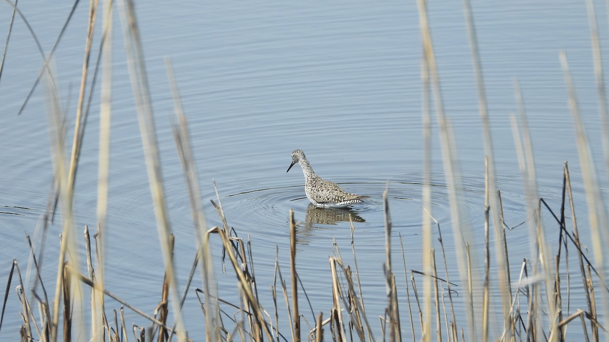 Lesser Yellowlegs - Andy Buchsbaum