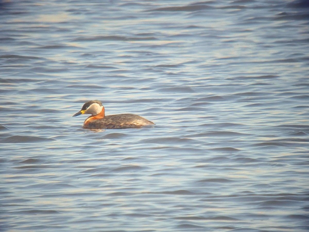 Red-necked Grebe - Coleta Holzhäuser