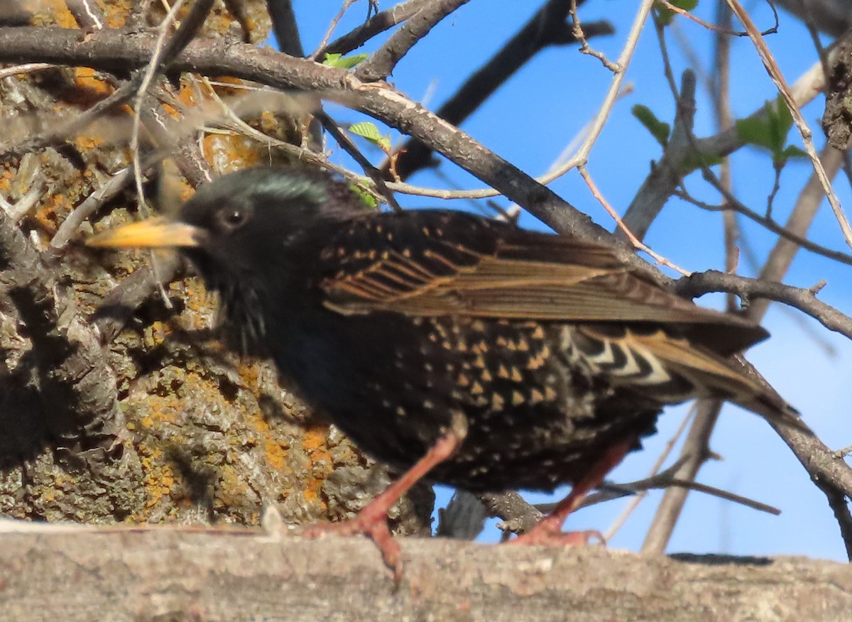 European Starling - BEN BAILEY