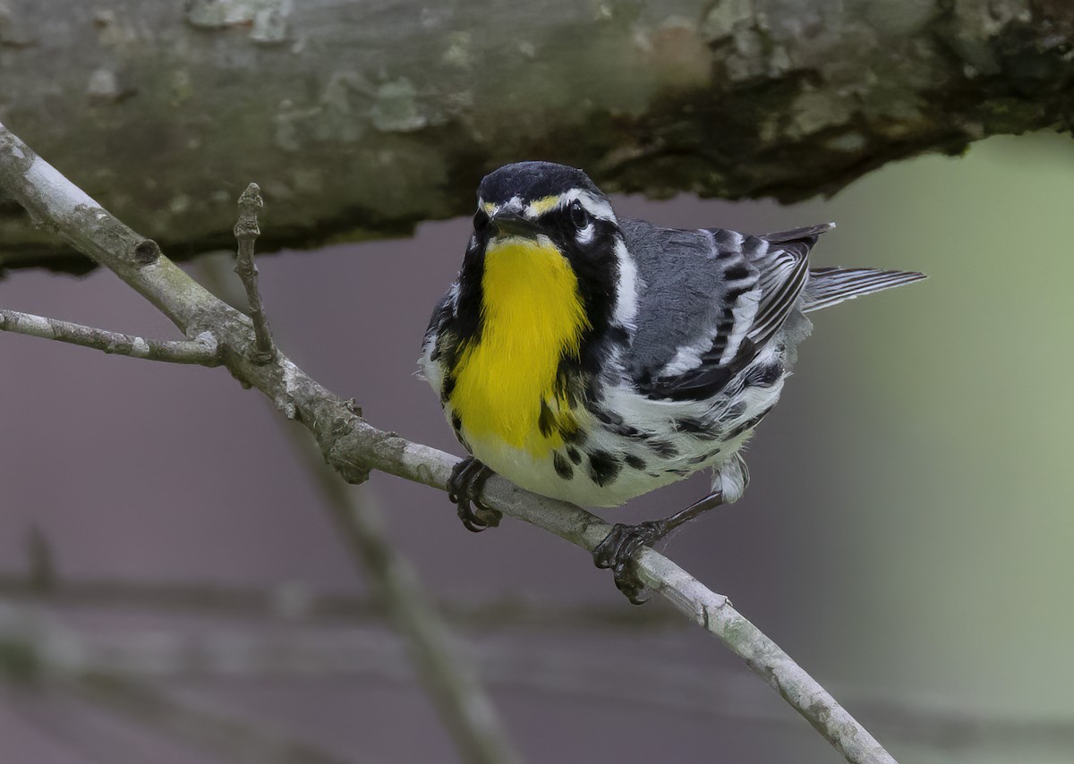 Yellow-throated Warbler - Iris Kilpatrick