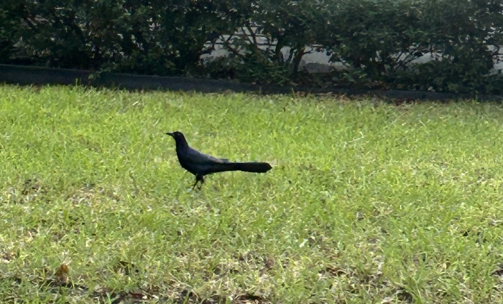 Great-tailed Grackle - ML619236469