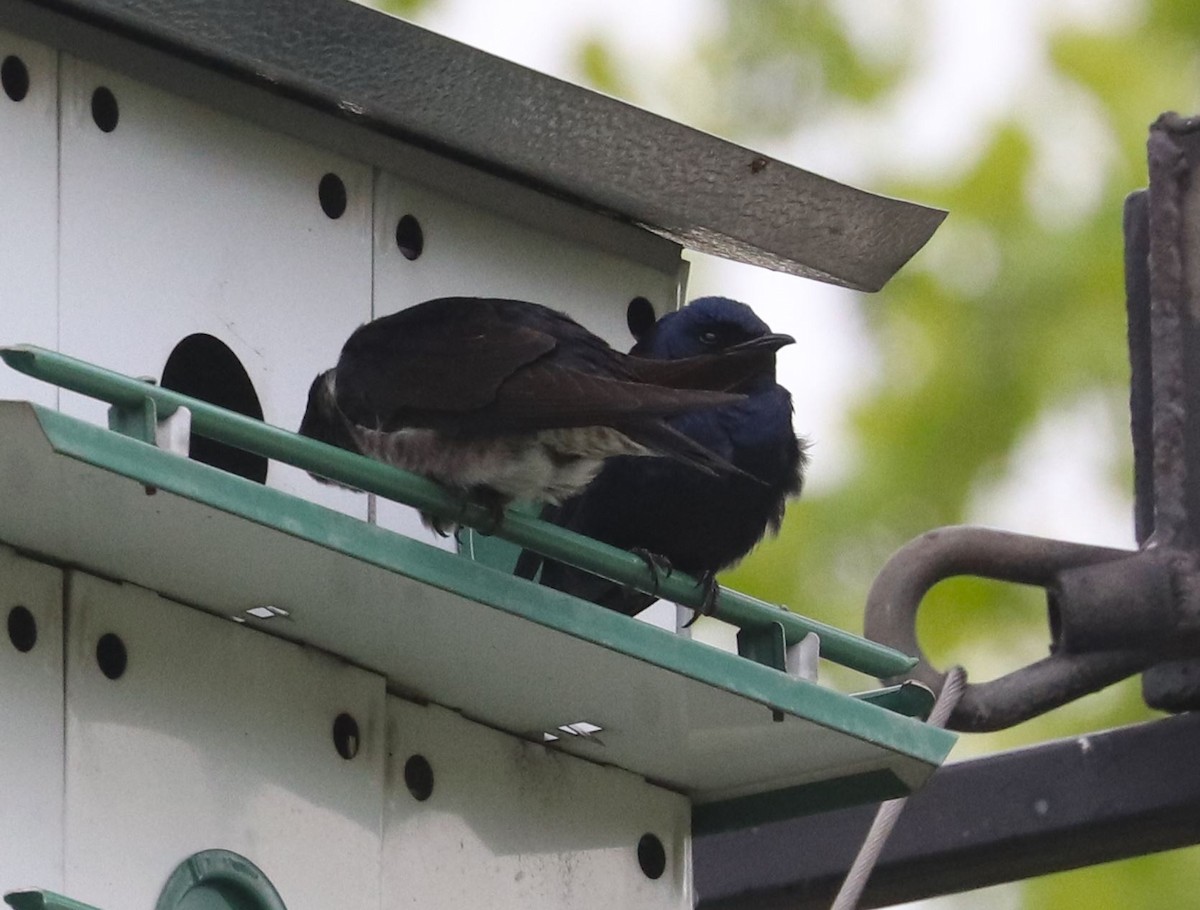 Purple Martin - Aaron Hywarren