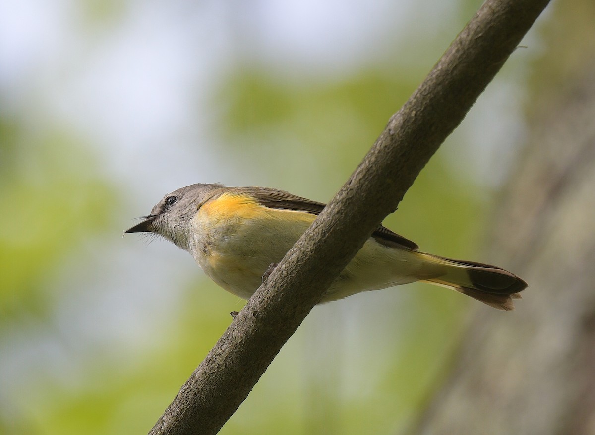 American Redstart - ML619236477