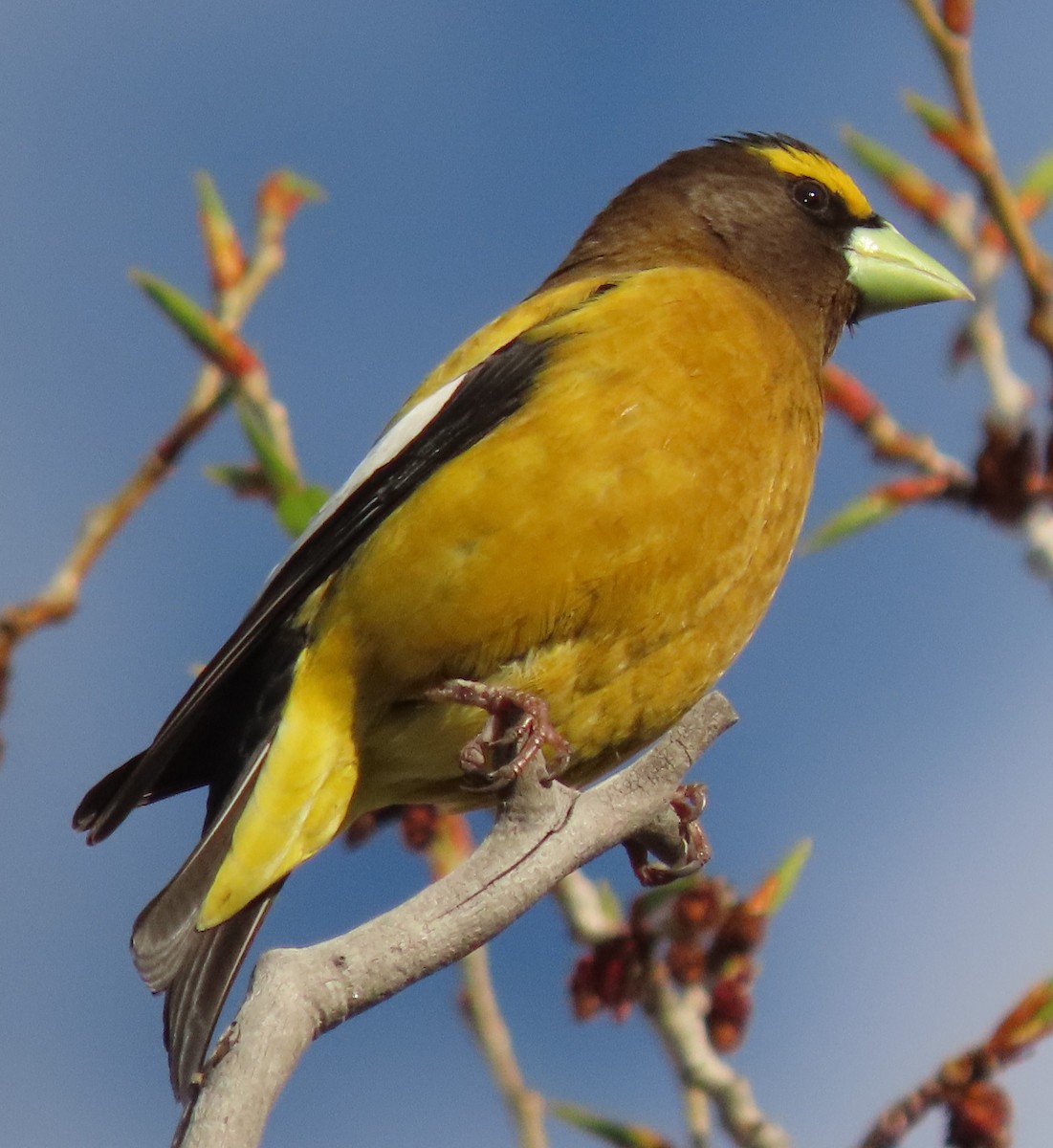 Bullock's Oriole - BEN BAILEY