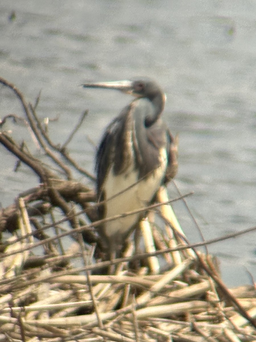 Tricolored Heron - Gary Langell