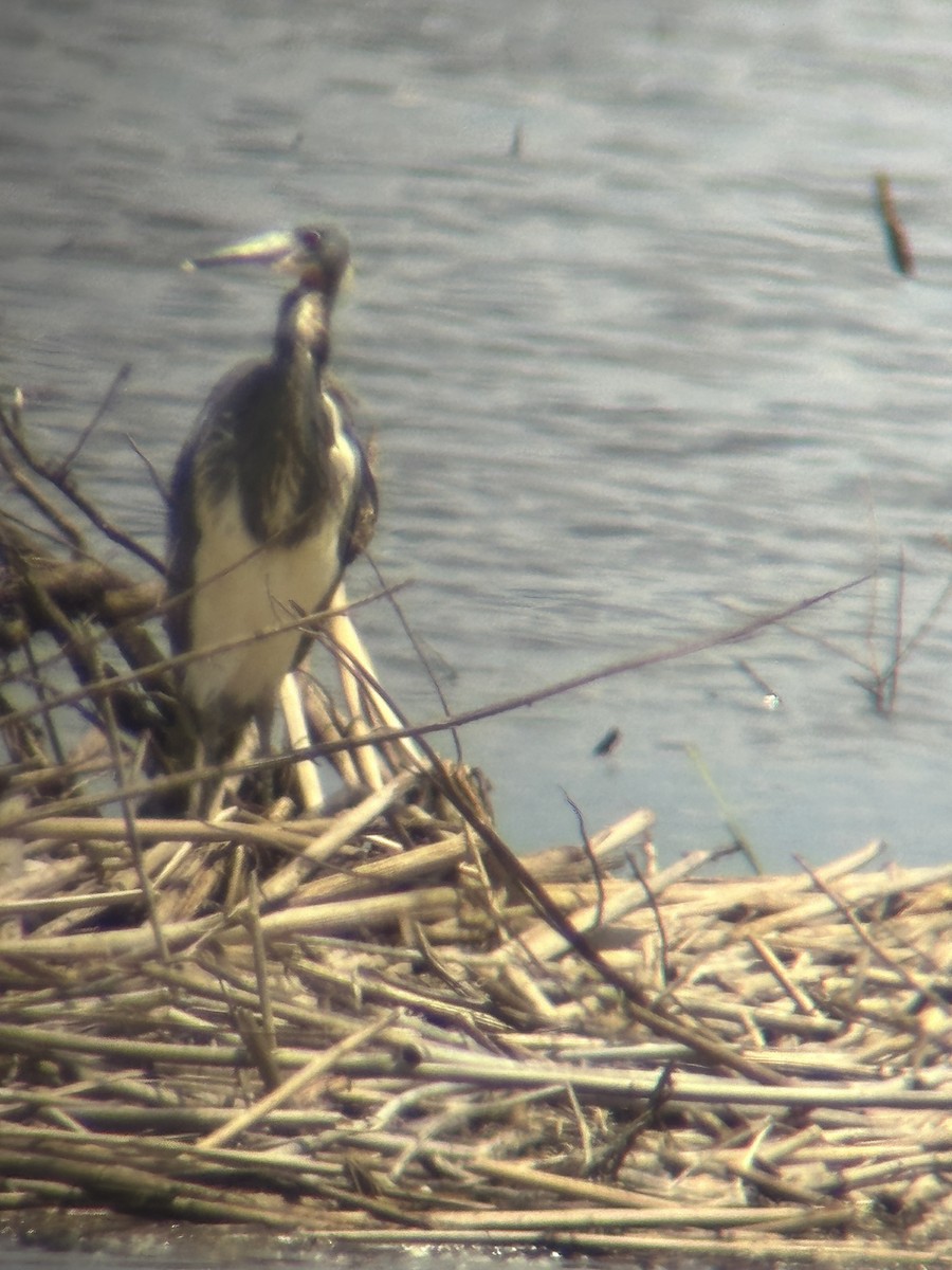 Tricolored Heron - Gary Langell