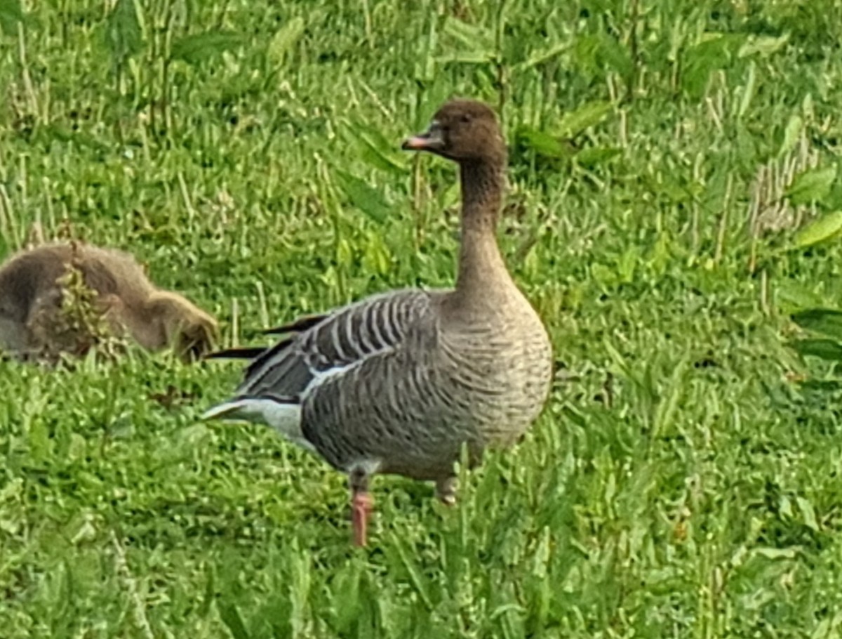 Pink-footed Goose - ML619236489