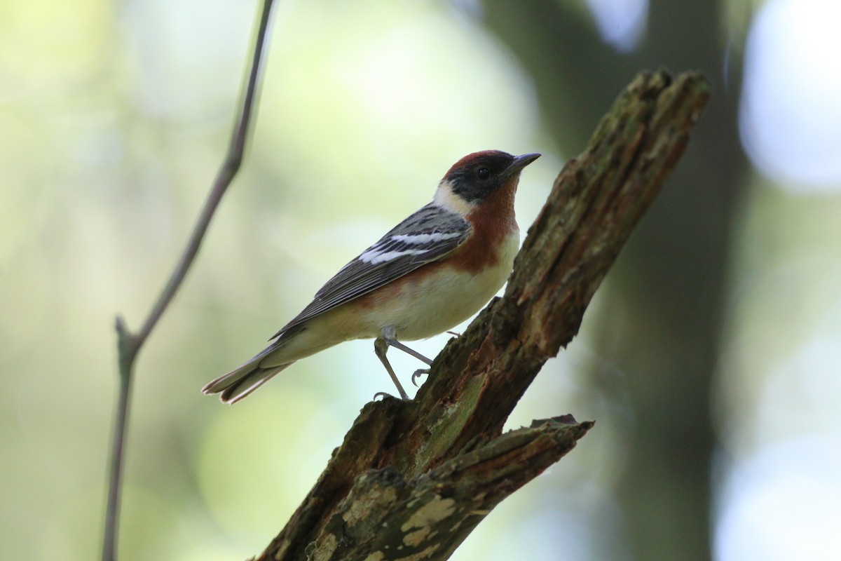 Bay-breasted Warbler - ML619236493
