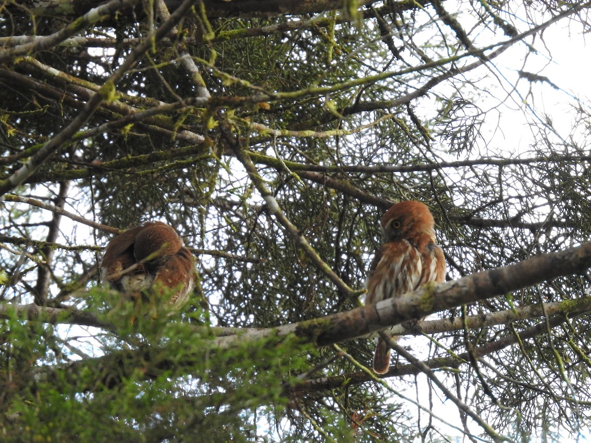 Ferruginous Pygmy-Owl - Erick Barbato