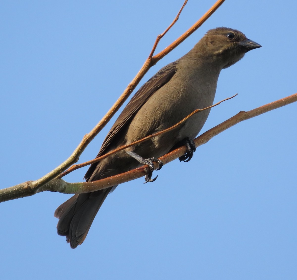 Shiny Cowbird - Alfredo Correa