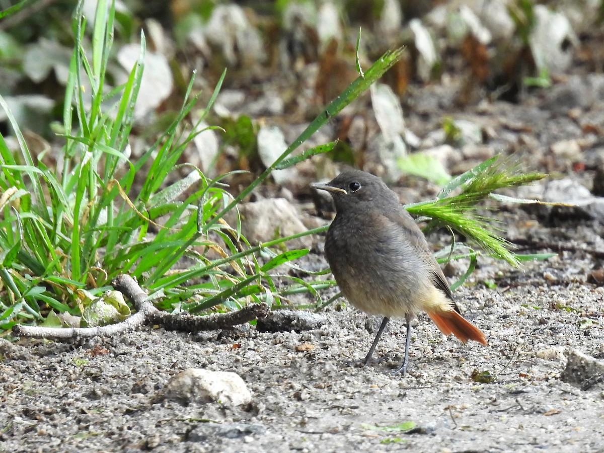 Black Redstart - Tanja Britton