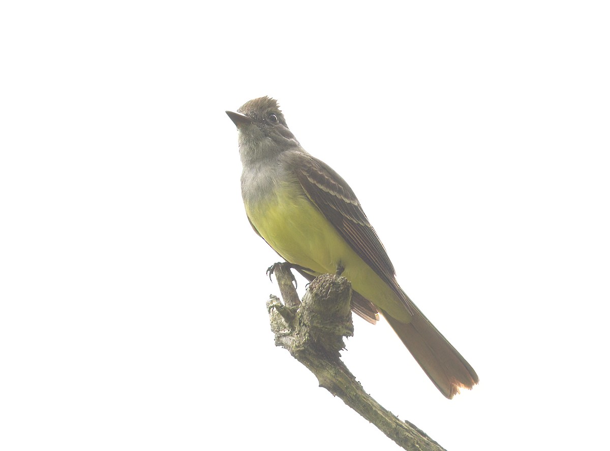 Great Crested Flycatcher - David Swain
