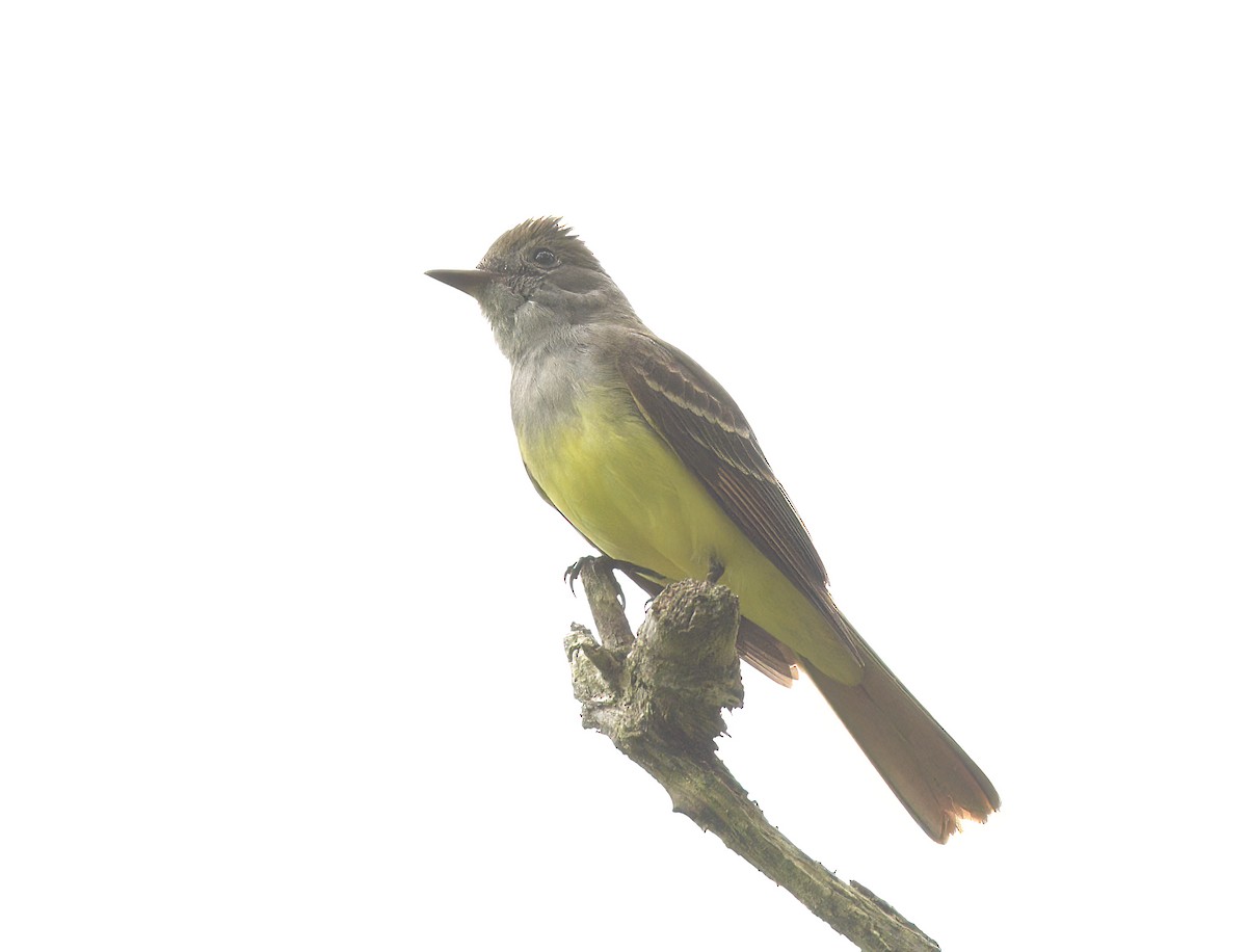 Great Crested Flycatcher - David Swain