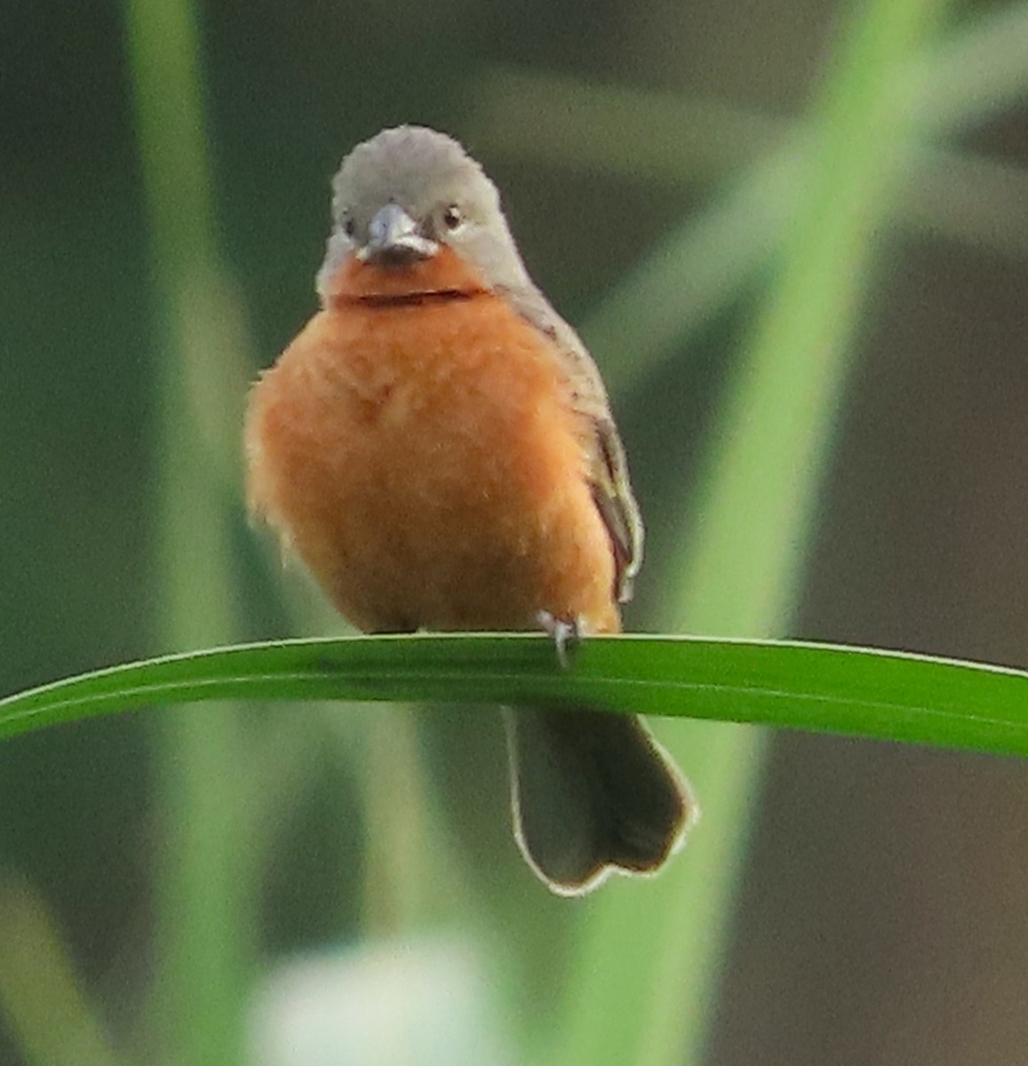 Ruddy-breasted Seedeater - Alfredo Correa