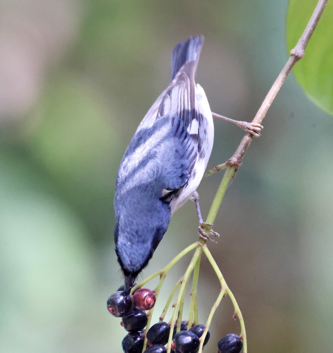 Black-throated Blue Warbler - Cheryl Rosenfeld