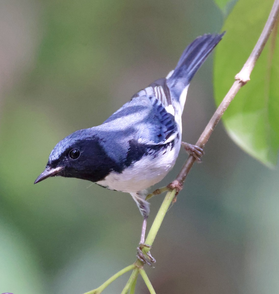 Black-throated Blue Warbler - ML619236532