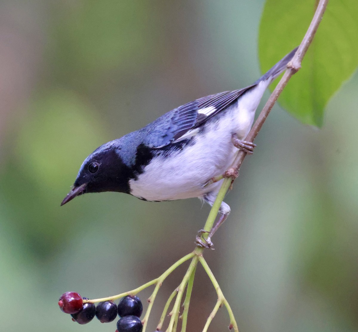 Black-throated Blue Warbler - Cheryl Rosenfeld