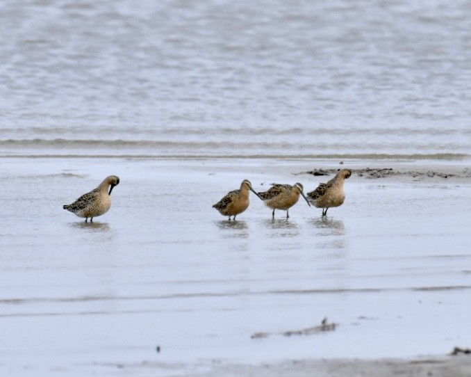 Short-billed Dowitcher - ML619236559