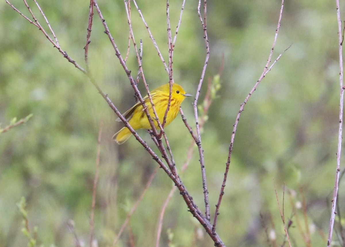Yellow Warbler - Aaron Hywarren