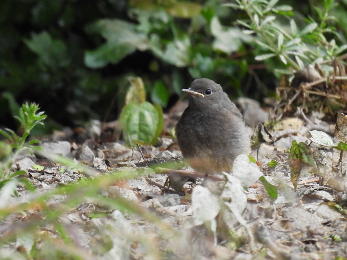 Black Redstart - Tanja Britton