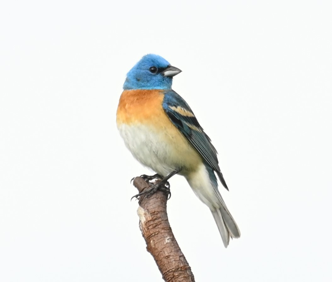 Lazuli Bunting - Iwan Van Veen