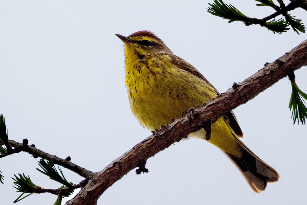 Palm Warbler (Yellow) - Richard Stern
