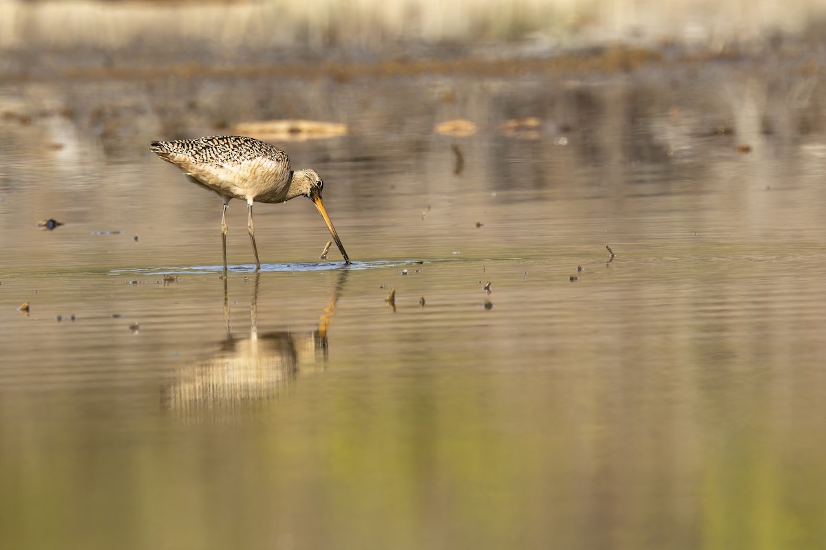 Marbled Godwit - Jerry McFetridge