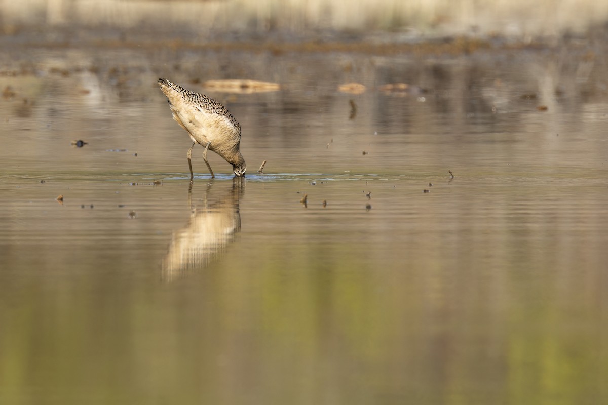 Marbled Godwit - ML619236602