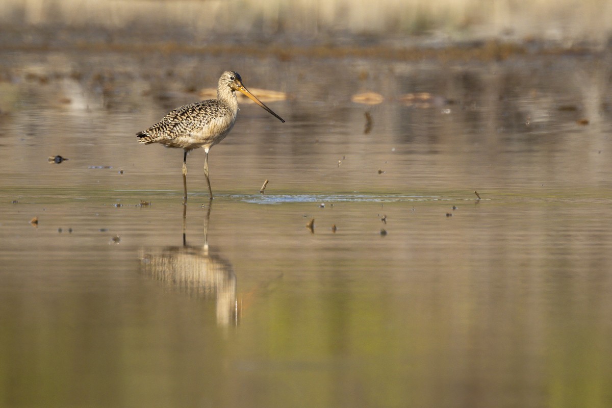 Marbled Godwit - Jerry McFetridge