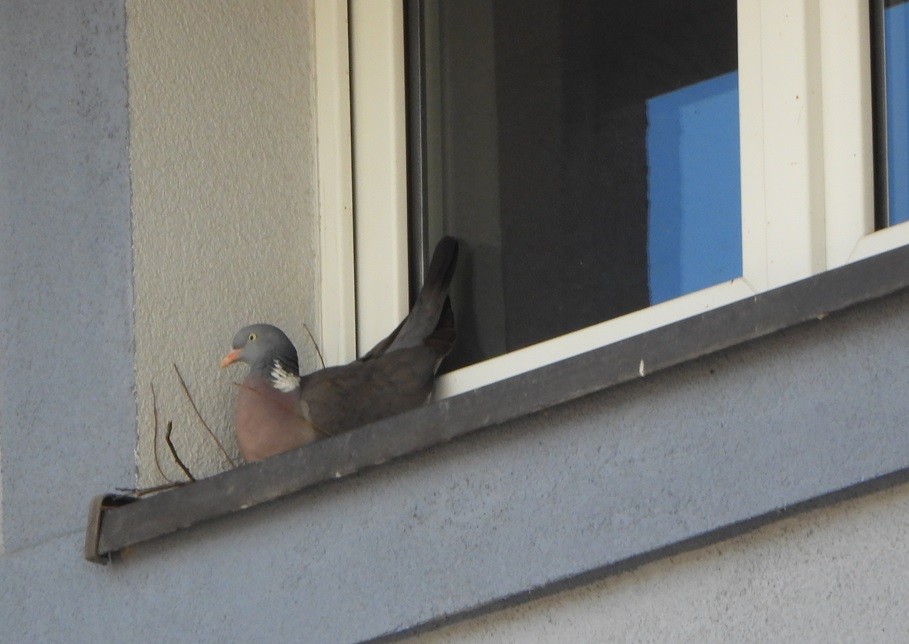 Common Wood-Pigeon - ML619236608