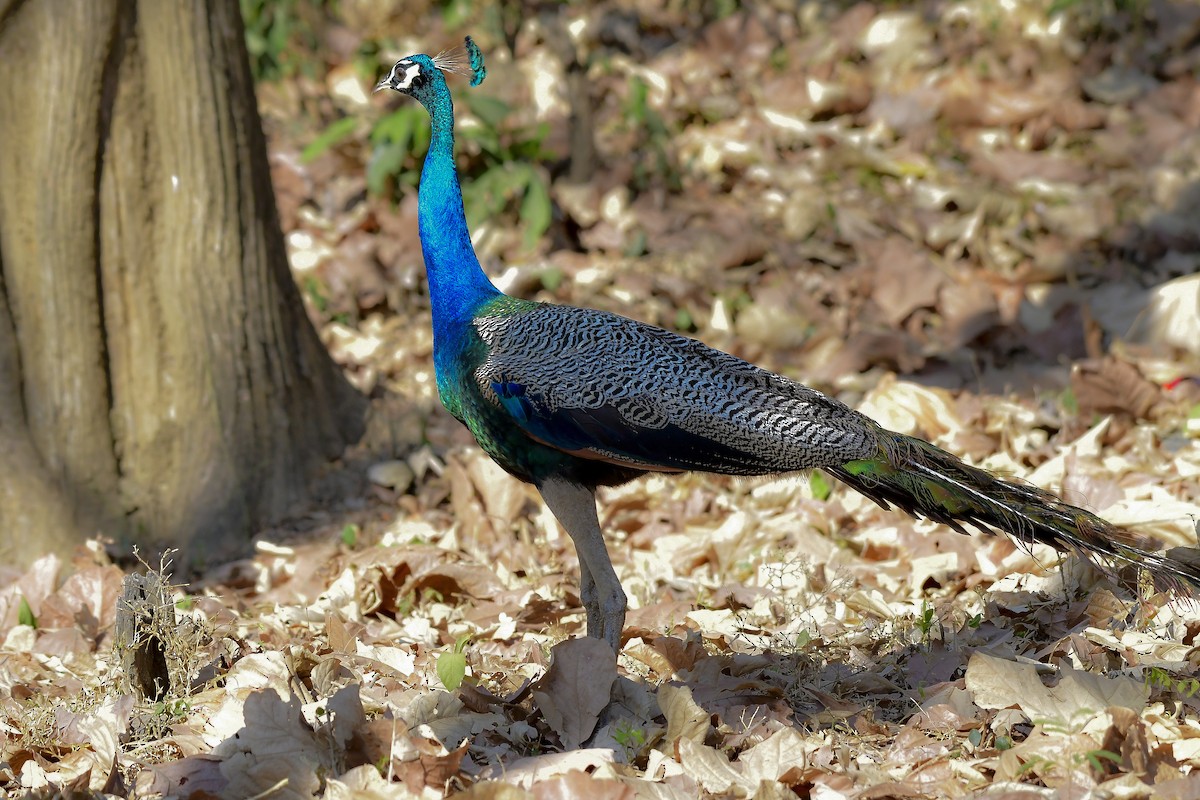 Indian Peafowl - ML619236609