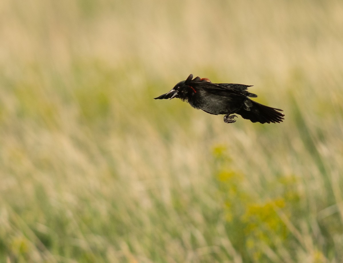 Red-winged Blackbird - Ethan Cleveland
