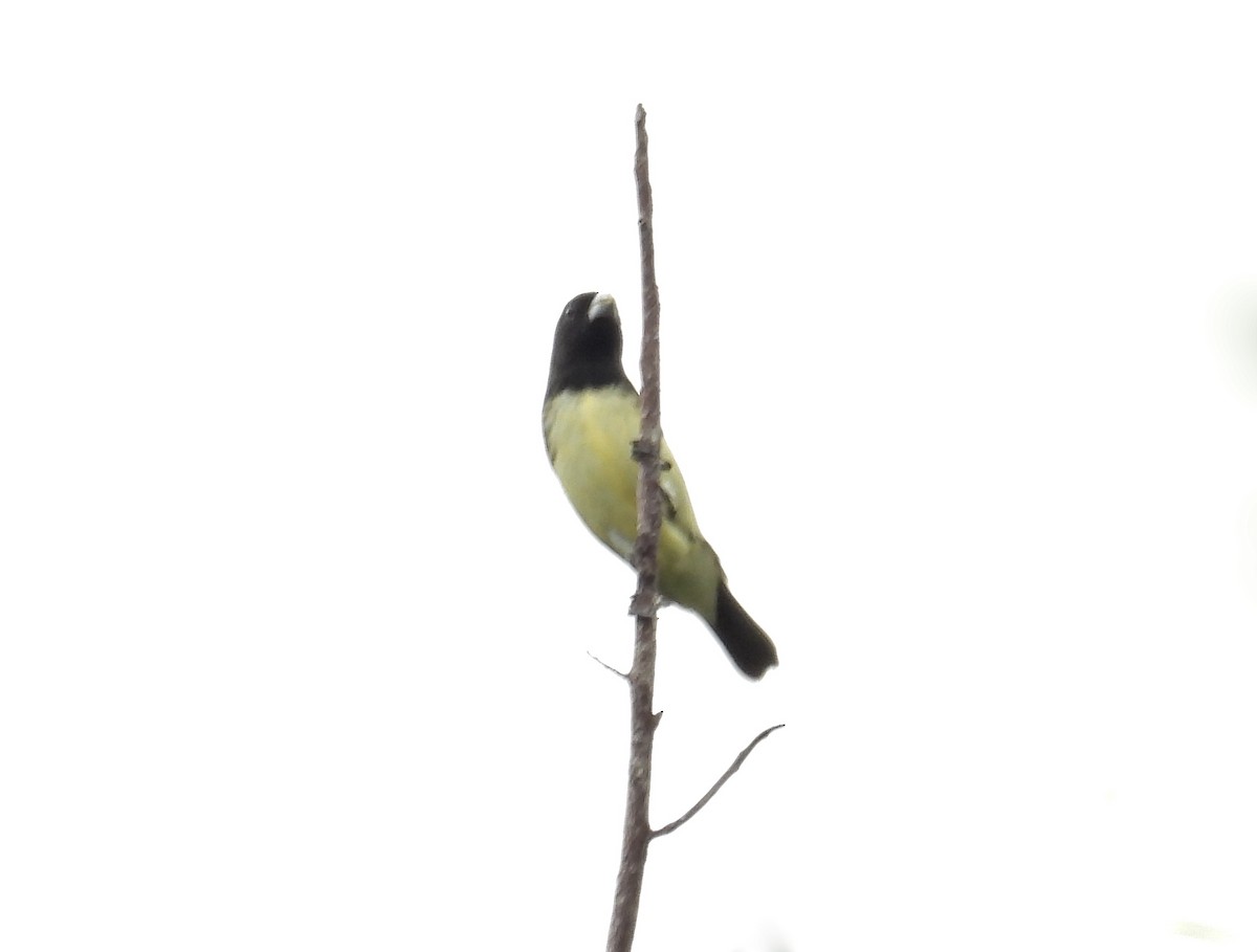 Yellow-bellied Seedeater - Alejandra Pons