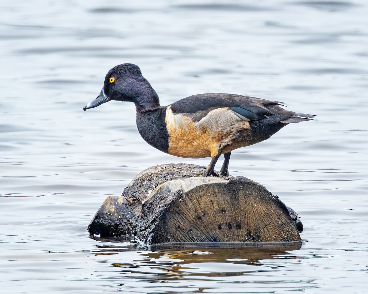 Ring-necked Duck - Todd Fibus