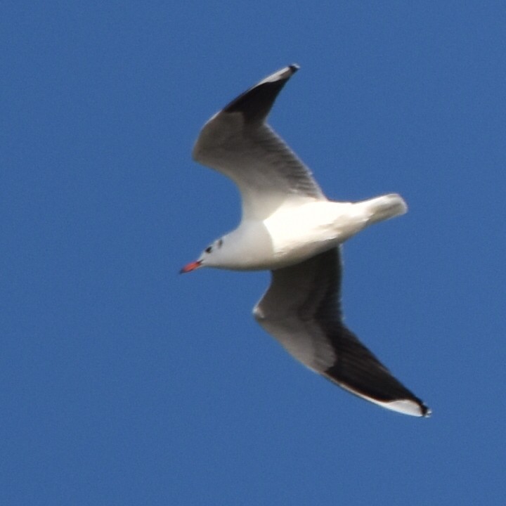 Brown-hooded Gull - Alejandro Figueroa Varela