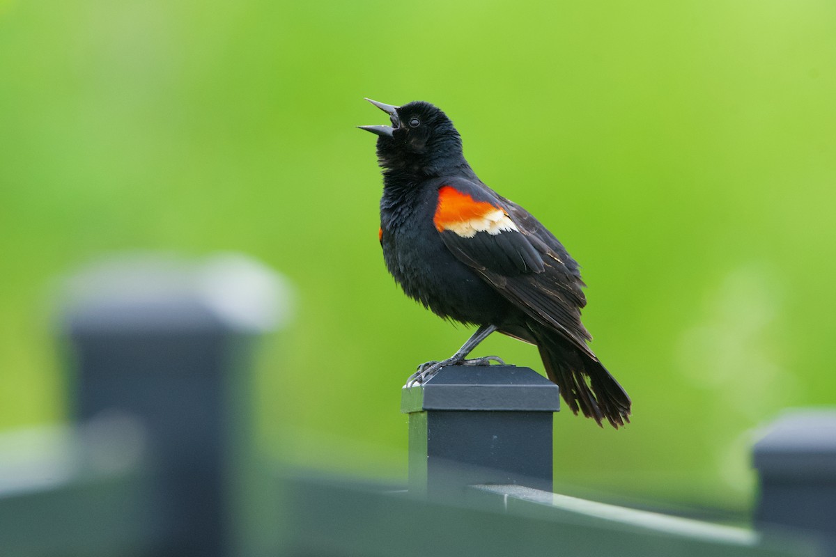 Red-winged Blackbird - Robert King