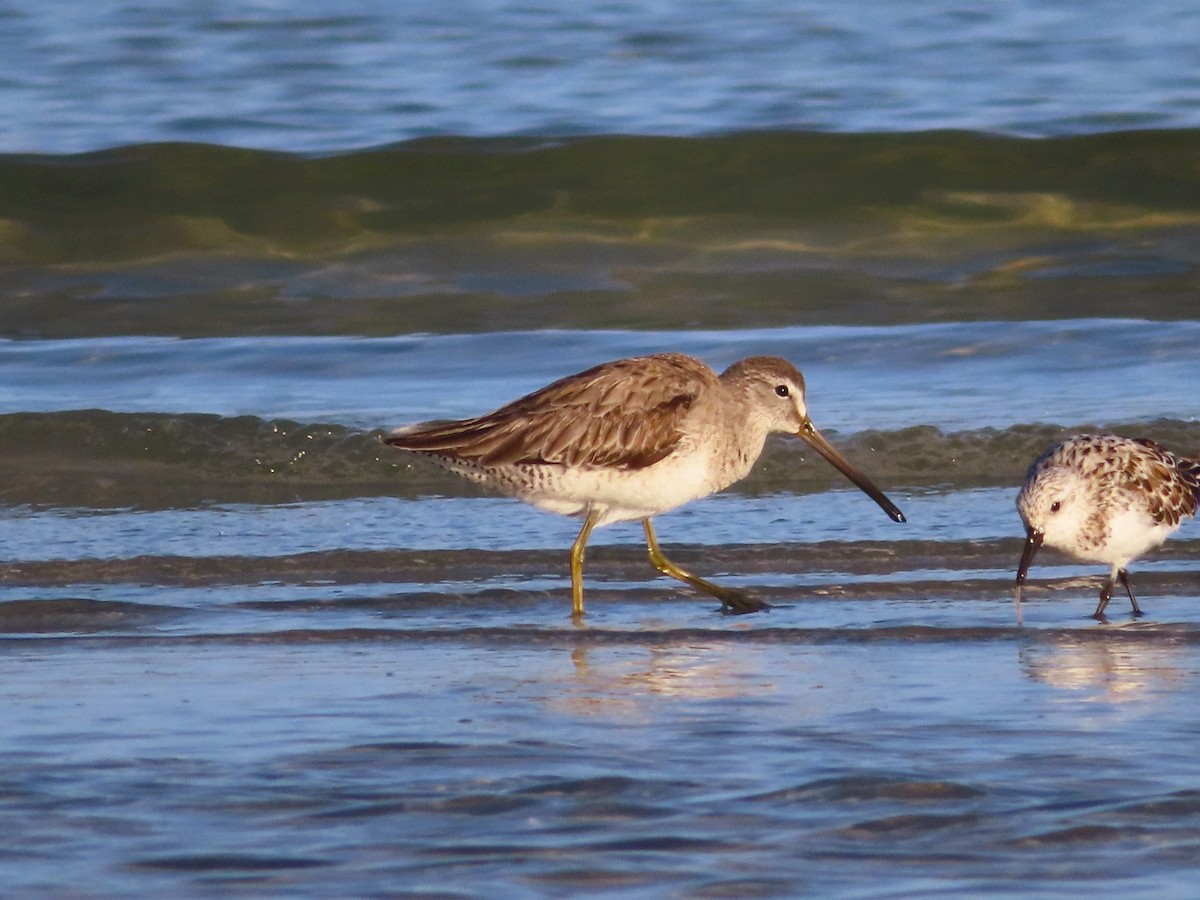 kortnebbekkasinsnipe - ML619236626