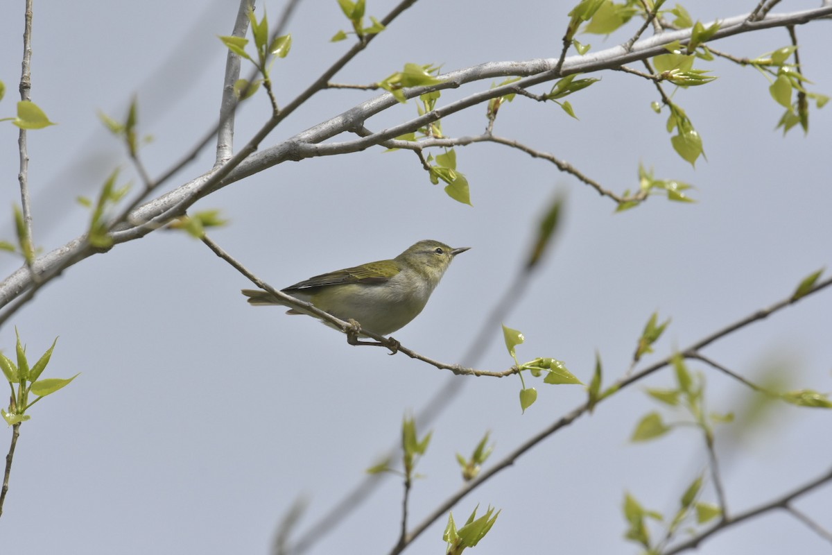 Tennessee Warbler - Heather Pickard